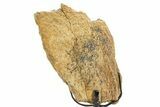 Fossil Triceratops Limb Section w/ Metal Stand - South Dakota #363591-1